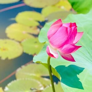 Dam Van Hoi1 Đầm Vân Hội1