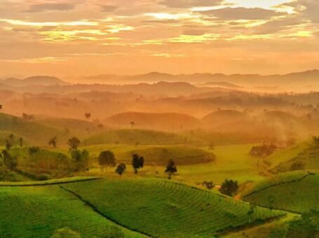 Đồi chè Long Cốc – Chốn bồng lai tiên cảnh