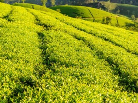 Huyen Doan Hung Cẩm nang Du lịch Phú Thọ 2024 từ A-Z: Khám Phá Vùng Đất Lịch Sử và Thiên Nhiên Hùng Vĩ