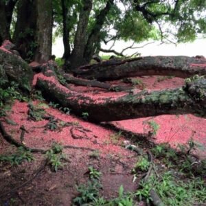 Quần thể lộc vừng Chương Xá