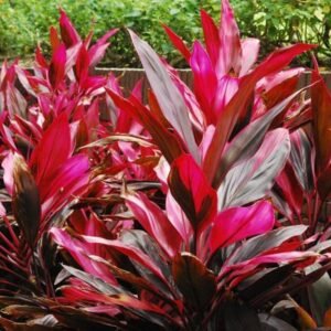 Thiet ke chua co ten Thiết kế chưa có tên