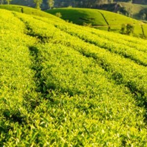 bien19.biz Doi che Doan Hung 1 bien19.biz-Doi-che-Doan-Hung 1