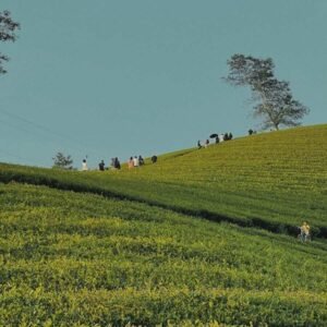 bien19.biz Doi che Doan Hung 2 bien19.biz-Doi-che-Doan-Hung 2