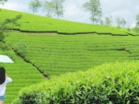 Đồi chè Đoan Hùng – Địa điểm du lịch không nên bỏ qua khi đến Phú Thọ