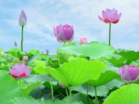 Khám phá vẻ đẹp thơ mộng ở đầm sen Minh Phương