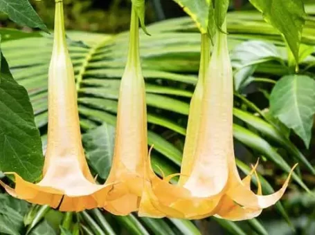 Hoa chuông chứa chất độc. Ảnh: Healthline