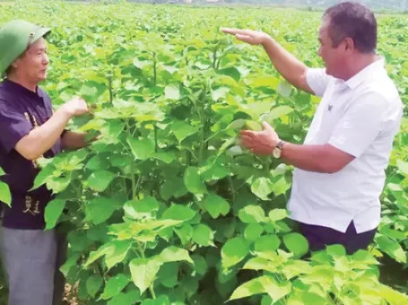 Cứ 60 ngày lại thu một lứa cây gai xanh, chả phải lo “bán chác”, nông dân Phú Thọ đút tiền vào túi