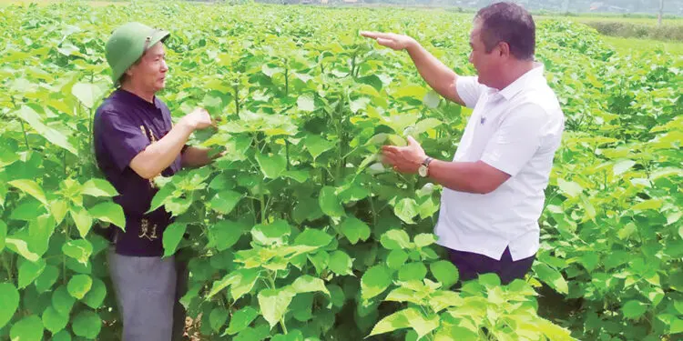 Cứ 60 ngày lại thu một lứa cây gai xanh, chả phải lo “bán chác”, nông dân Phú Thọ đút tiền vào túi