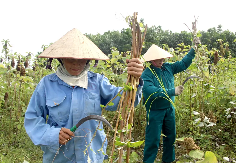 phu tho 2 Cứ 60 ngày lại thu một lứa cây gai xanh, chả phải lo “bán chác”, nông dân Phú Thọ đút tiền vào túi
