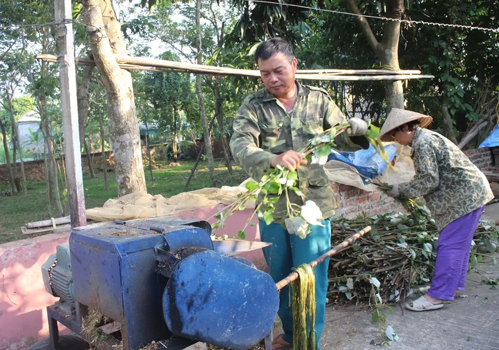 phu tho 3 Cứ 60 ngày lại thu một lứa cây gai xanh, chả phải lo “bán chác”, nông dân Phú Thọ đút tiền vào túi