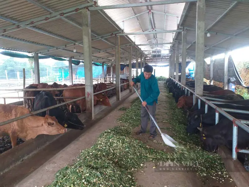 xa hoi 1 1 3 Ông nông dân Phú Thọ có đàn trâu, bò khổng lồ, mỗi năm bán trăm con, bỏ túi 600 triệu