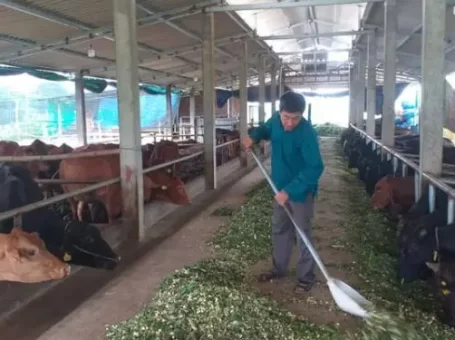 Ông nông dân Phú Thọ có đàn trâu, bò khổng lồ, mỗi năm bán trăm con, bỏ túi 600 triệu