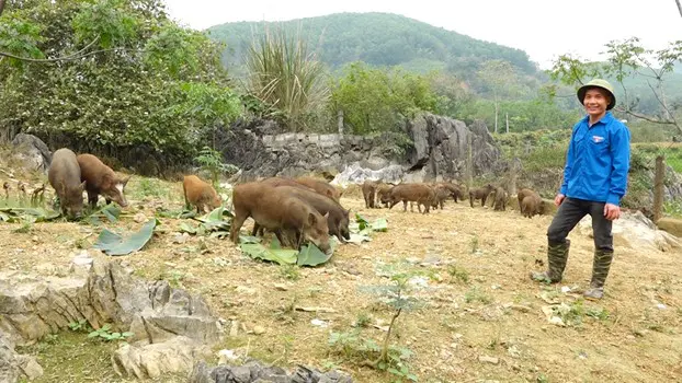 xa hoi 1 18 Nuôi la liệt lợn rừng lai nhai lá chuối rau ráu, một anh nông dân đất Yên Lập ở Phú Thọ kiếm bộn tiền