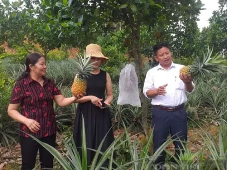 Đất đồi dốc ở Phú Thọ trồng cây ra thứ quả thơm khắp làng, cắn ngọt lịm, nhiều người tới xem