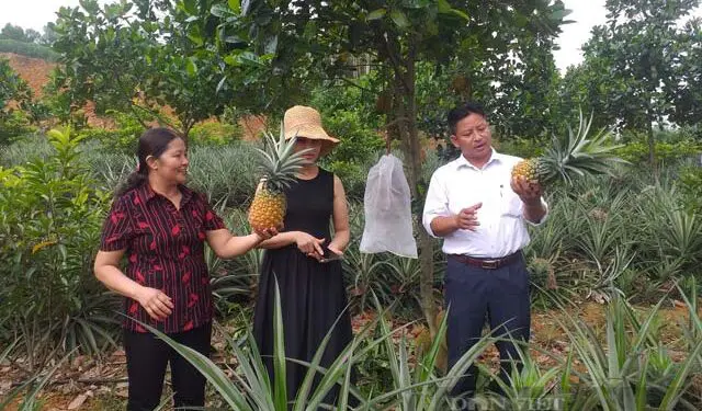Đất đồi dốc ở Phú Thọ trồng cây ra thứ quả thơm khắp làng, cắn ngọt lịm, nhiều người tới xem