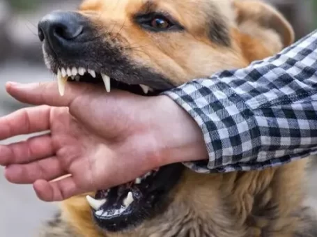 Phú Thọ phát hiện 29 ca động vật dương tính với virus dại