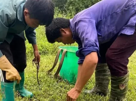 Trung Quốc lùng mua cả triệu đồng/kg, nhiều người đi kích điện ngày đêm lấy giun đất bán