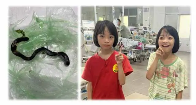 Hai bé gái bị rắn cắn đã có thể ra viện sau thời gian ngắn điều trị