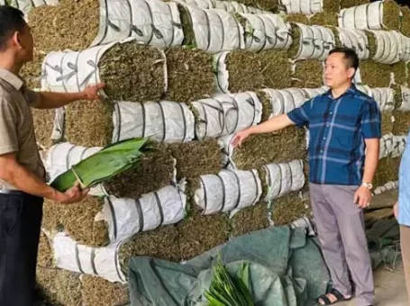 Nông dân Phú Thọ thu trăm tỉ mỗi năm từ bán lá cây