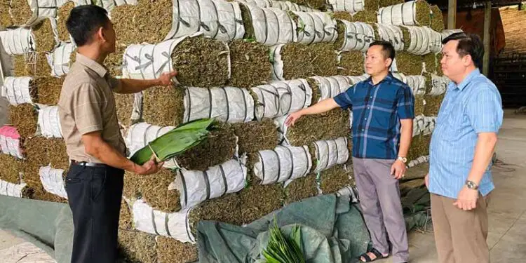 Nông dân Phú Thọ thu trăm tỉ mỗi năm từ bán lá cây
